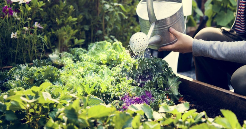 Как сэкономить на поливе сада и огорода